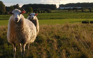 Schafe in der Marsch Schafe in der Marsch